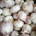 2016 Nouvel An Fresh Garlic Top Quality